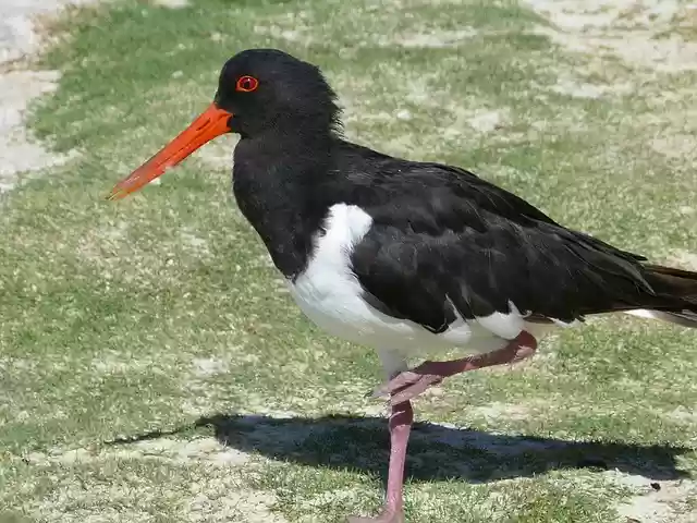 Free download pied oystercatcher australia red free picture to be edited with GIMP free online image editor