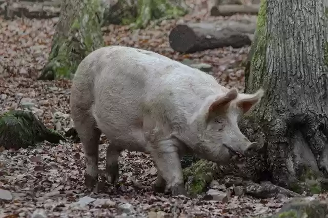 Free download Pig Animal Mammal -  free free photo or picture to be edited with GIMP online image editor