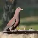 Pigeon and the High Neck  screen for extension Chrome web store in OffiDocs Chromium