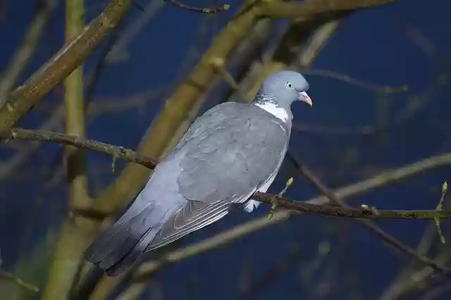 Скачать бесплатно Pigeon Bird Animal - бесплатное фото или изображение для редактирования с помощью онлайн-редактора изображений GIMP
