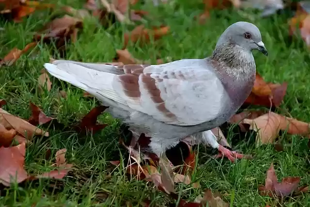 Free download pigeon bird columbidae animal fall free picture to be edited with GIMP free online image editor
