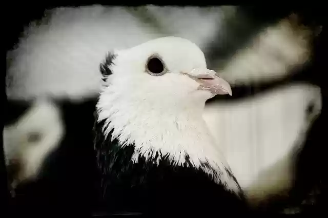 Free download Pigeon Bird Pen -  free free photo or picture to be edited with GIMP online image editor
