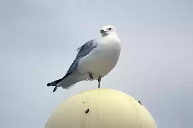 Free download Pigeon Bird Standing -  free photo or picture to be edited with GIMP online image editor