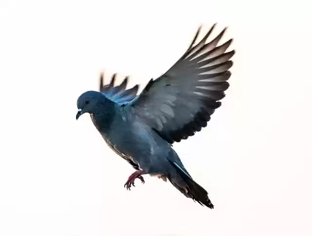 Free download pigeon bird wings fly freedom free picture to be edited with GIMP free online image editor