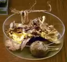 הורדה חינם של Pigeon Bones תמונה או תמונה בחינם לעריכה עם עורך התמונות המקוון GIMP