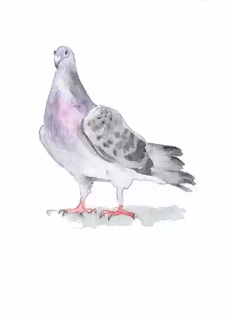 Free download Pigeon Dove Drawing -  free illustration to be edited with GIMP free online image editor