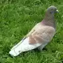 Pigeon on young grass  screen for extension Chrome web store in OffiDocs Chromium