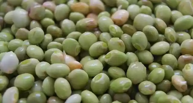 Free download Pigeon Peas Green -  free photo or picture to be edited with GIMP online image editor