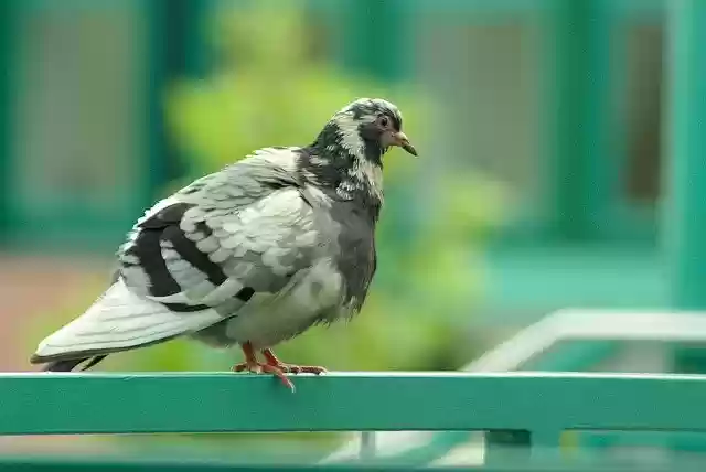 Бесплатно скачайте бесплатный шаблон фотографии Pigeon Railing Sitting для редактирования с помощью онлайн-редактора изображений GIMP