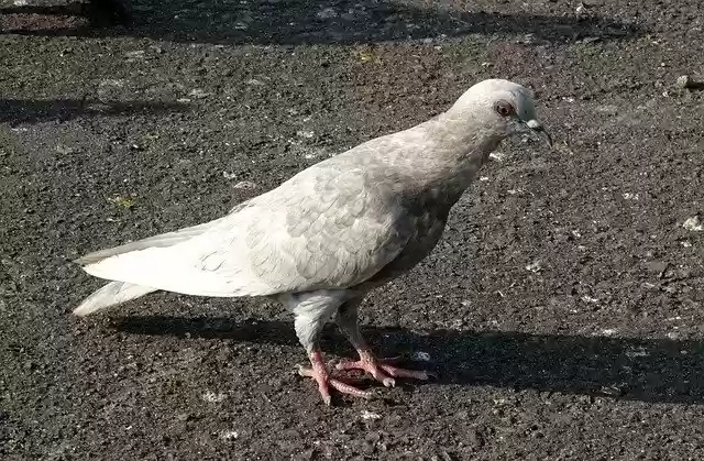 Free download Pigeon Rock Feral free photo template to be edited with GIMP online image editor