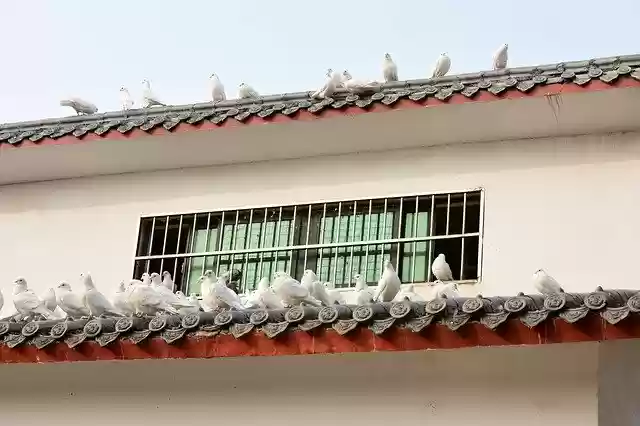 Darmowe pobieranie Pigeons Animals Houses - darmowe zdjęcie lub obraz do edycji za pomocą internetowego edytora obrazów GIMP