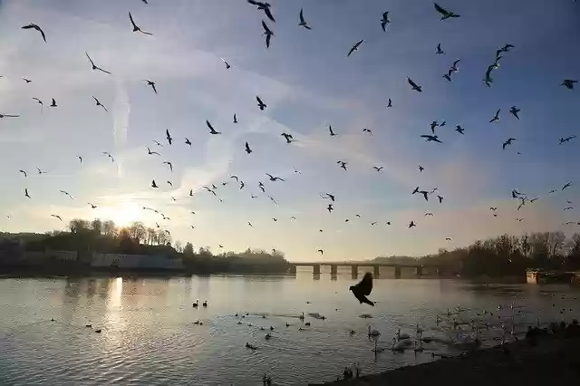Free download Pigeons Birds Wildfowl -  free photo template to be edited with GIMP online image editor