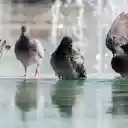 Pigeons by the lake  screen for extension Chrome web store in OffiDocs Chromium