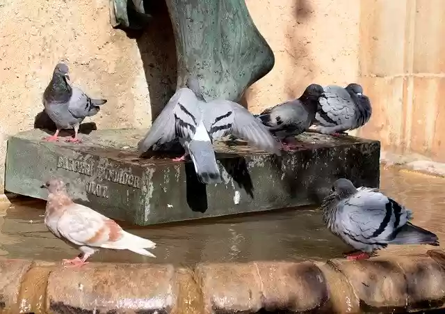 Unduh gratis Pigeons Drink Water - foto atau gambar gratis untuk diedit dengan editor gambar online GIMP