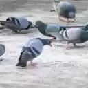 Pigeons eat rice  screen for extension Chrome web store in OffiDocs Chromium