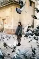 Free download Pigeons flying free photo or picture to be edited with GIMP online image editor