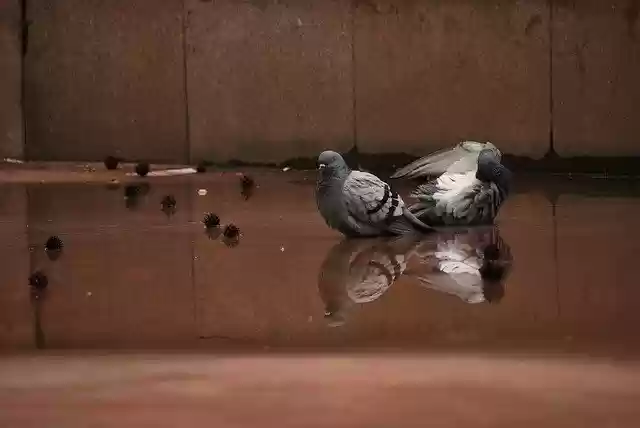 Free download Pigeons Water Dirty -  free photo or picture to be edited with GIMP online image editor