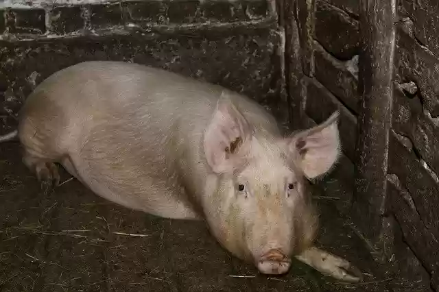 무료 다운로드 돼지 농장 새끼 돼지 - 무료 사진 또는 김프 온라인 이미지 편집기로 편집할 수 있는 사진