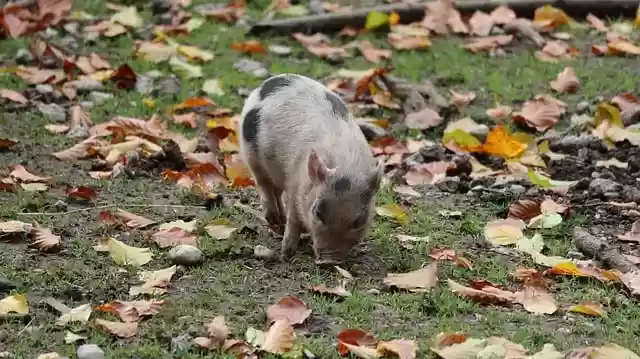 Free download piglet dried leaves pig animals free picture to be edited with GIMP free online image editor