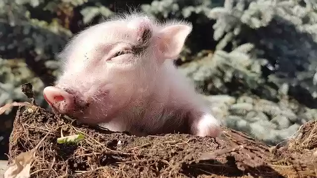 Unduh gratis Pig Piggy Animal - foto atau gambar gratis untuk diedit dengan editor gambar online GIMP