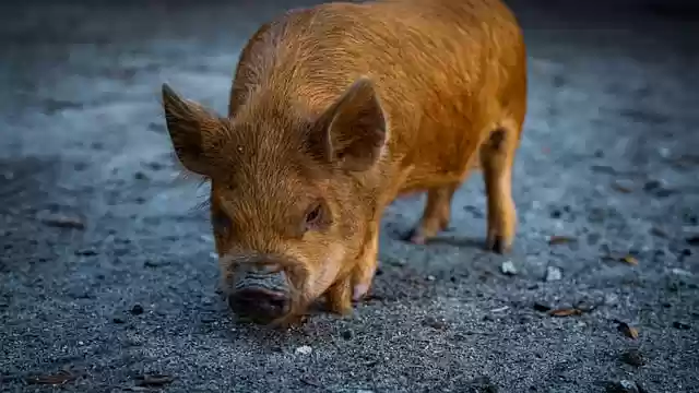 Free download pig piglet farm porcupine animal free picture to be edited with GIMP free online image editor