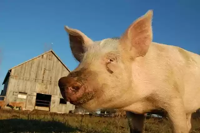 ດາວ​ໂຫຼດ​ຟຣີ Pig Pork ທໍາ​ມະ​ຊາດ - ຮູບ​ພາບ​ຟຣີ​ຫຼື​ຮູບ​ພາບ​ທີ່​ຈະ​ໄດ້​ຮັບ​ການ​ແກ້​ໄຂ​ກັບ GIMP ອອນ​ໄລ​ນ​໌​ບັນ​ນາ​ທິ​ການ​ຮູບ​ພາບ​