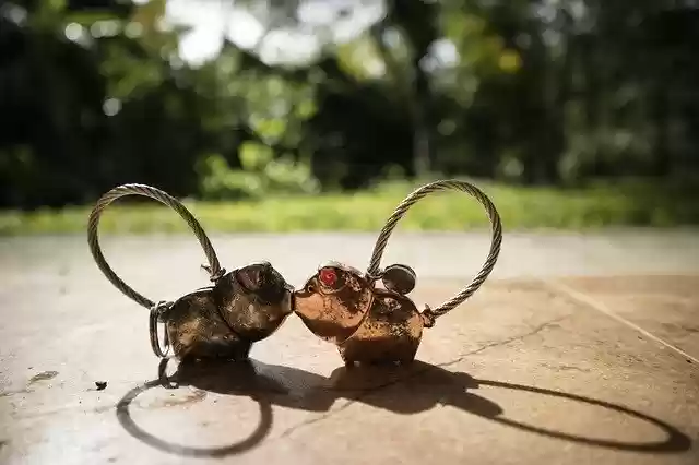 Free download Pigs Kiss Cute -  free photo or picture to be edited with GIMP online image editor