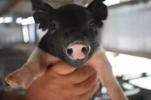 Free download Pig Snout Baby -  free photo or picture to be edited with GIMP online image editor