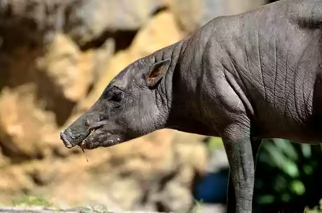Free download pig sulawest babirusa animal mammal free picture to be edited with GIMP free online image editor