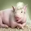 pig wallpaper  screen for extension Chrome web store in OffiDocs Chromium