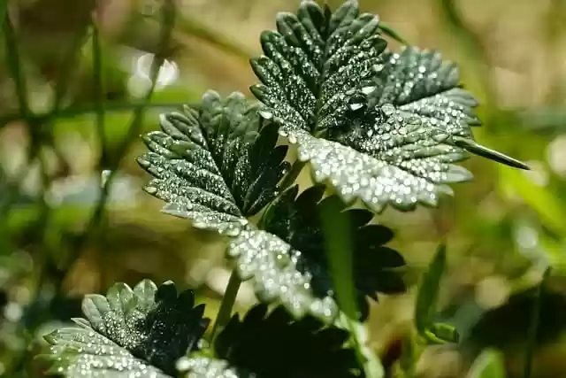 Free download pimpinella herb food morning dew free picture to be edited with GIMP free online image editor