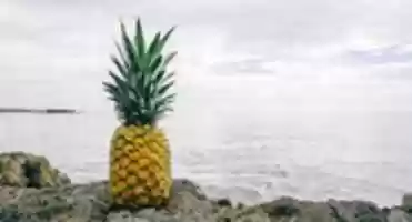 Free download pinapple free photo or picture to be edited with GIMP online image editor
