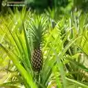 Pineapple and tree wallpaper  screen for extension Chrome web store in OffiDocs Chromium