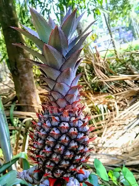 Free download Pineapple Fruits -  free photo or picture to be edited with GIMP online image editor
