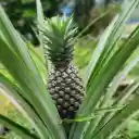 Pineapple Tree  screen for extension Chrome web store in OffiDocs Chromium