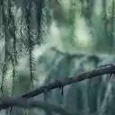 Pine branches  screen for extension Chrome web store in OffiDocs Chromium