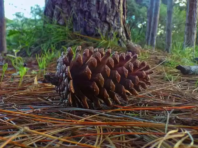 Free download Pine Cone Araucaria Plant -  free photo or picture to be edited with GIMP online image editor