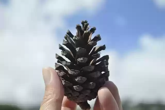 Free download pine cone conifers nature free picture to be edited with GIMP free online image editor