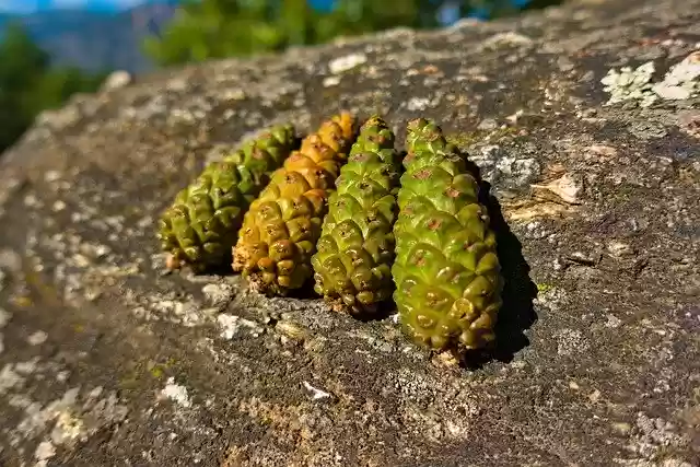 Free download Pinecone Green Tight -  free photo or picture to be edited with GIMP online image editor