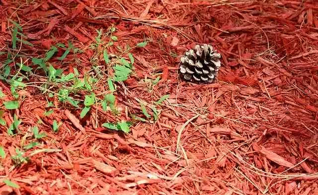 Free download Pinecone Pine Tree -  free photo or picture to be edited with GIMP online image editor