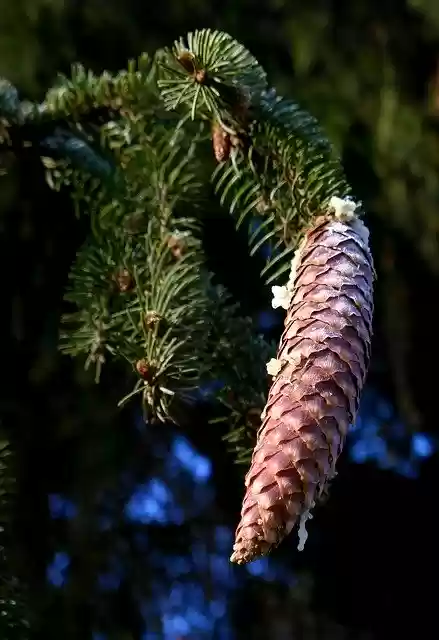 Free download Pine Cones Conifer Seeds free photo template to be edited with GIMP online image editor