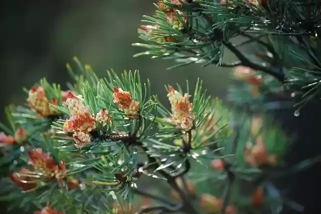 Free download Pine Cones Green -  free photo or picture to be edited with GIMP online image editor