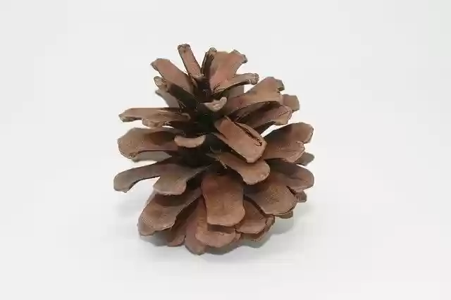 Free download Pine Cones Macro Close Up -  free photo or picture to be edited with GIMP online image editor