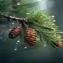 Pinecone wallpaper  screen for extension Chrome web store in OffiDocs Chromium