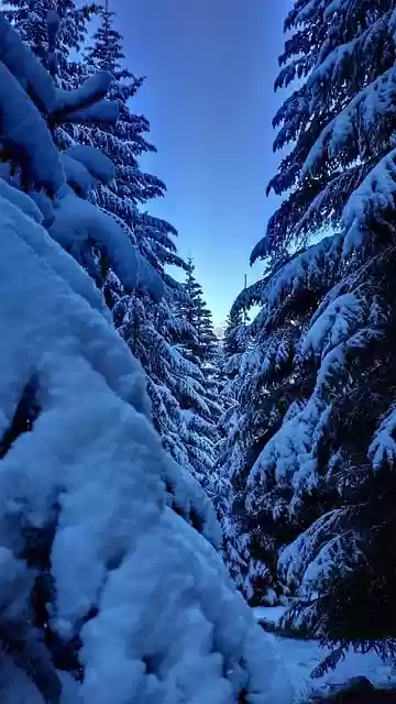 Free download pine forest snow winter mountain free picture to be edited with GIMP free online image editor