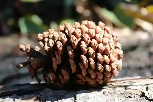 Free download Pine Nature Forest -  free photo or picture to be edited with GIMP online image editor