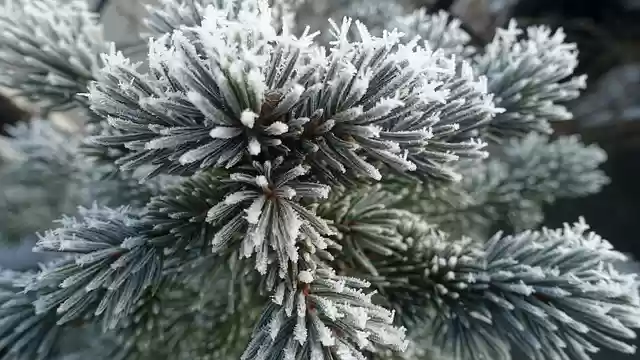 Free download pine needles frost winter cold free picture to be edited with GIMP free online image editor