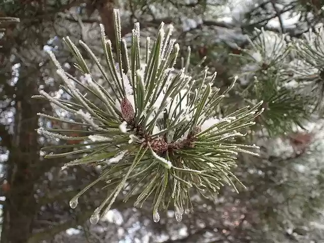 Free download Pine Needles Nature -  free photo or picture to be edited with GIMP online image editor