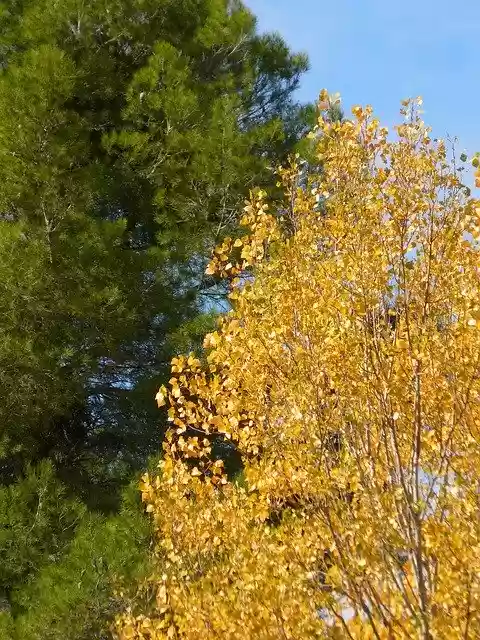 Muat turun percuma Pine Poplar Green And Yellow - foto atau gambar percuma untuk diedit dengan editor imej dalam talian GIMP