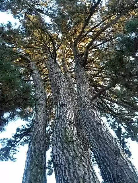 Free download pine scout island turnov free picture to be edited with GIMP free online image editor